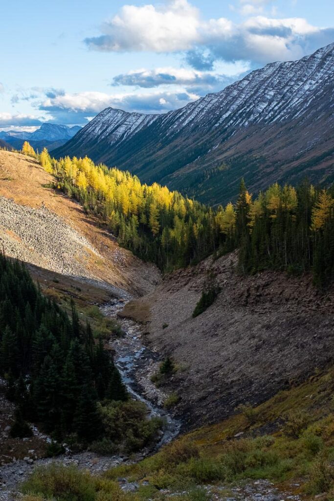 Snowcapped mountains with a strip of larch trees showcasing their golden hue 