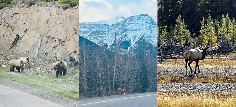 Animals in Alberta